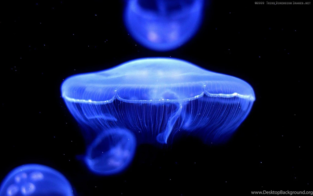 Box Jellyfish Wallpapers Wallpaper.