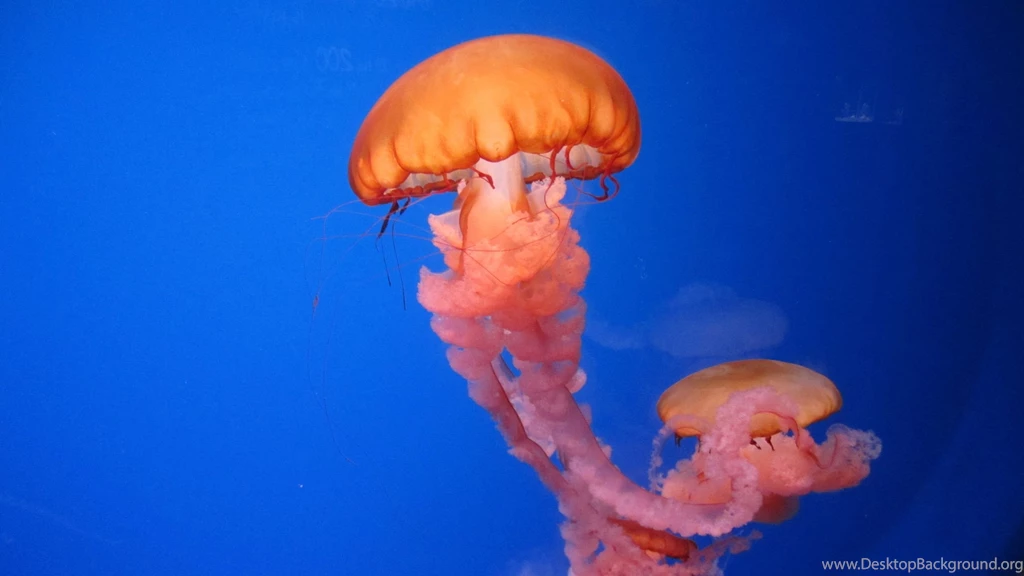 Box Jellyfish Wallpapers Wallpaper.