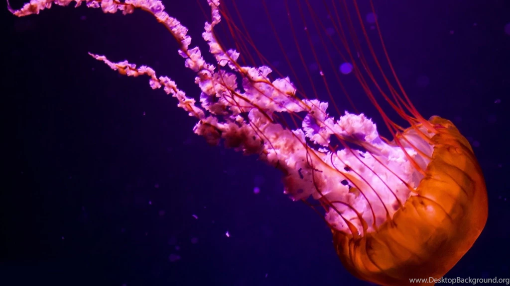 Purple Jellyfish Wallpapers