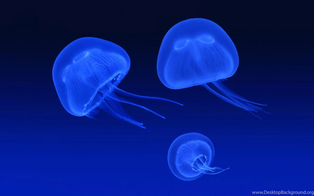 Floating Jellyfish Wallpapers