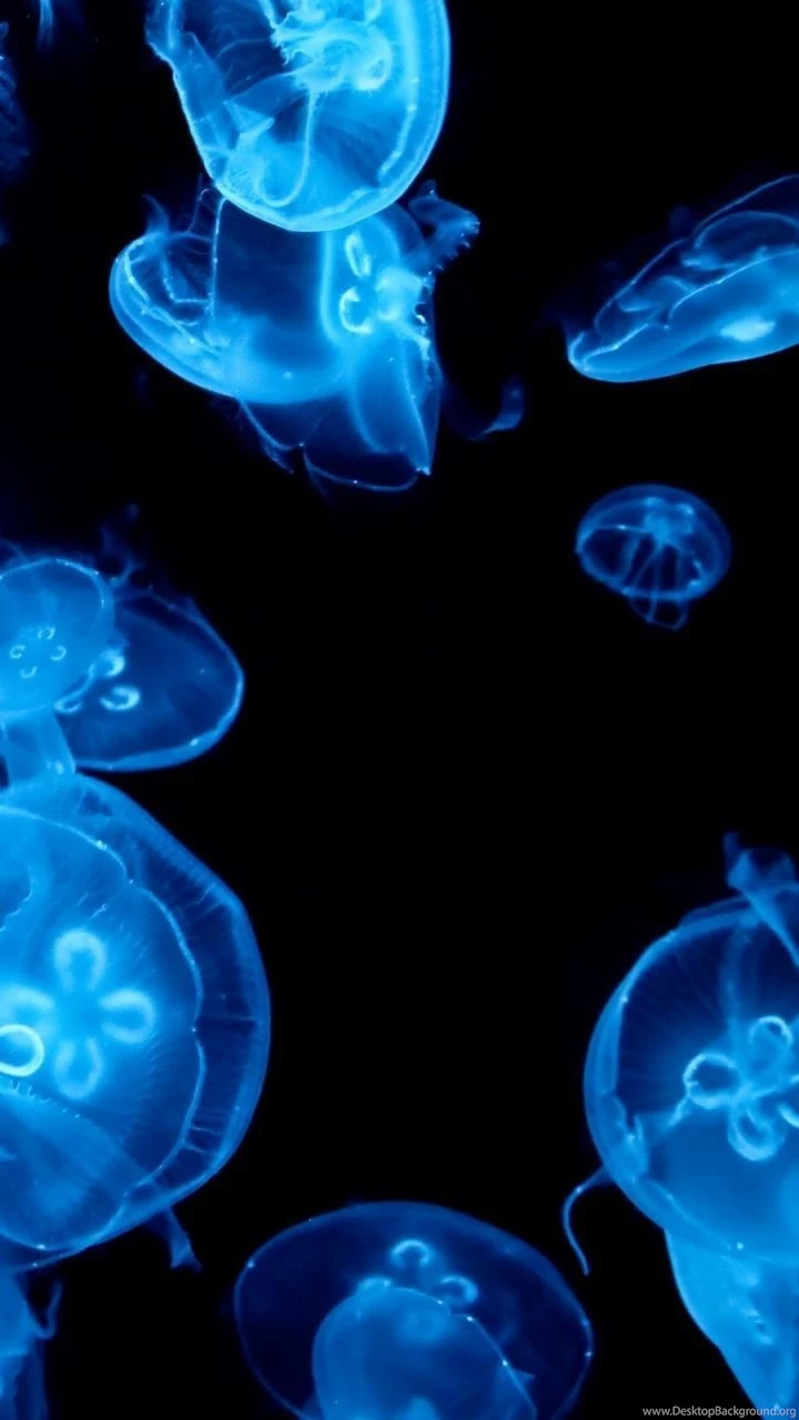 iPhone 5 Animal/Jellyfish Wallpapers ID: 581731