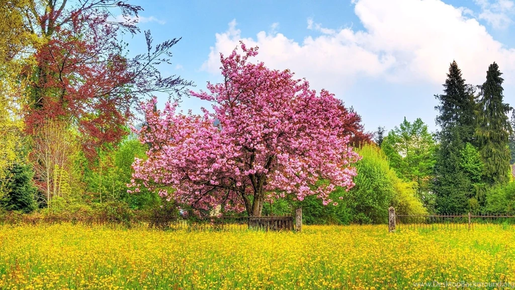 Page 2: Full HD 1080p Spring Wallpapers HD, Desktop Backgrounds ...