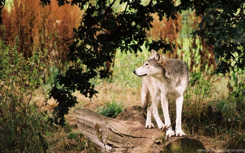 Wolves Wallpapers Wolves Wallpapers (9705432) Fanpop