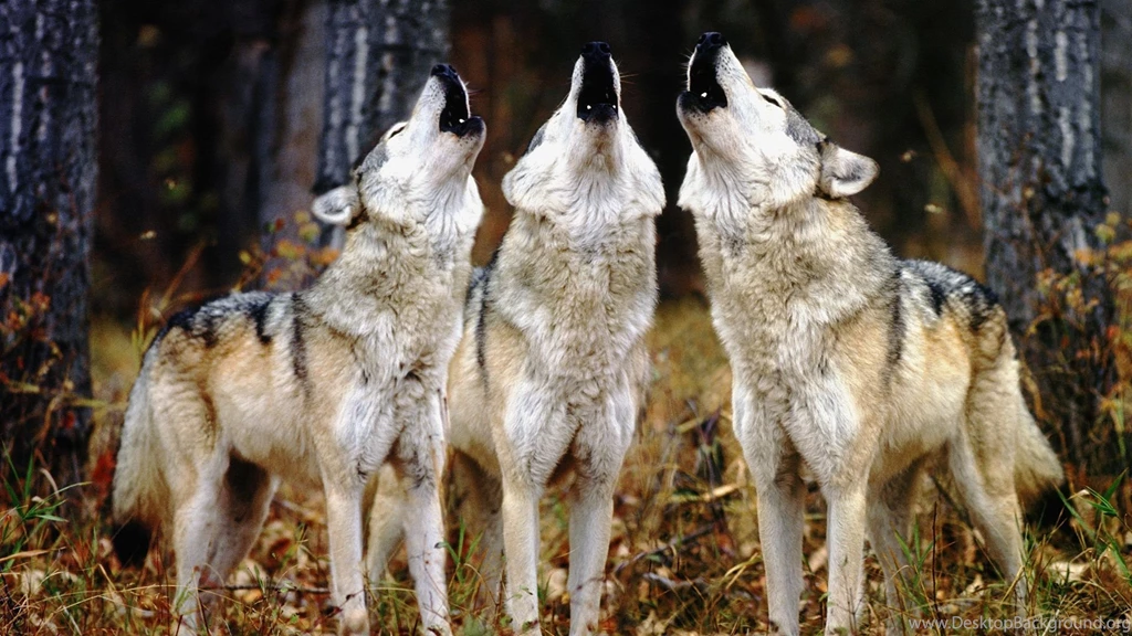 Wolves Wallpapers