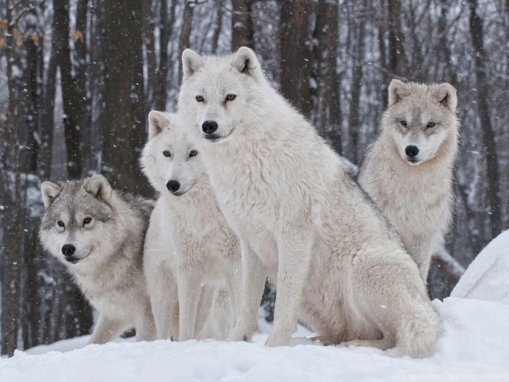 White Wolves Pack HD Desktop Wallpapers : Widescreen : High ...