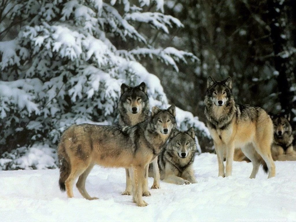 Wolves` World Wolves Wallpapers (12873047) Fanpop