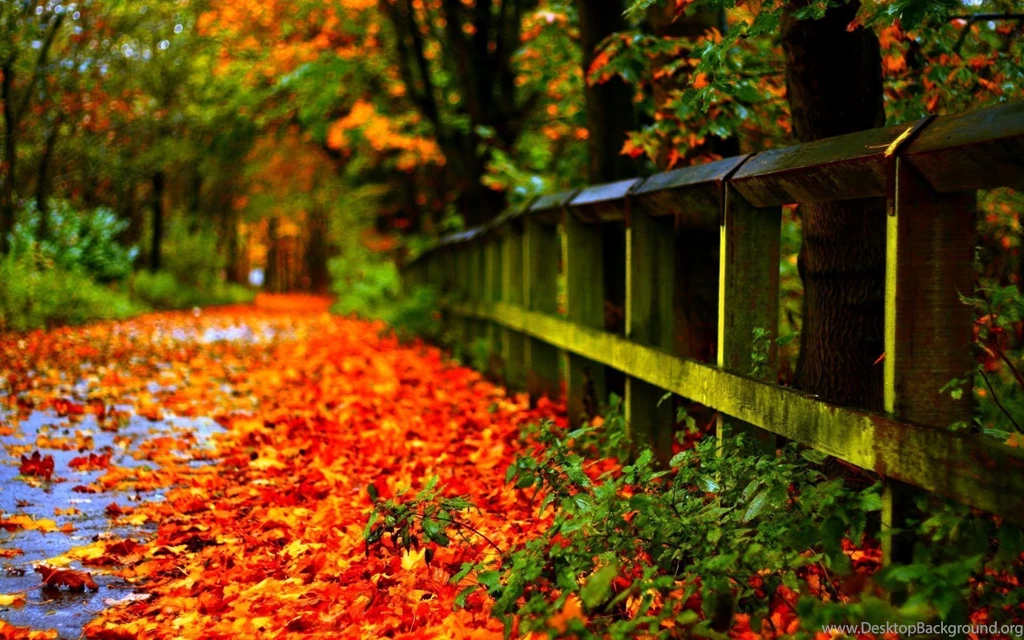 Autumn leaves wallpapers hd.jpg
