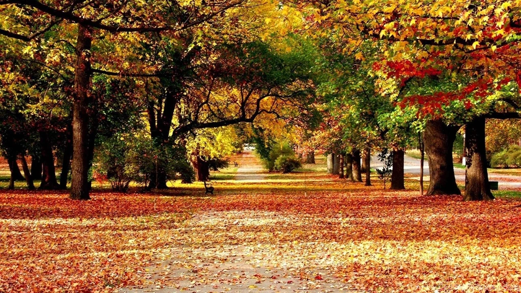 Hd Fall Nature Wallpapers Wallpaper.
