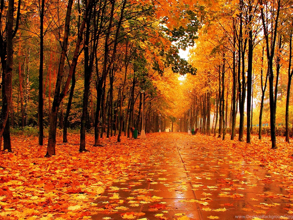 Fall Wallpapers 61c Wallpapers Six