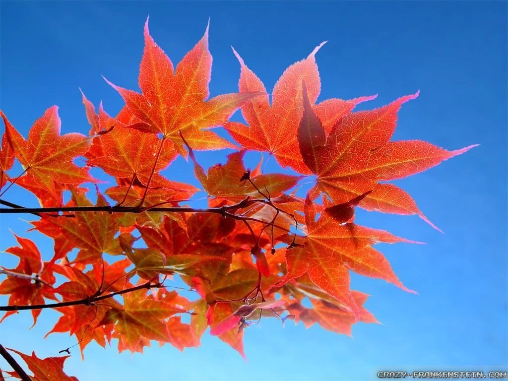 Fall Leaves Wallpapers Crazy Frankenstein
