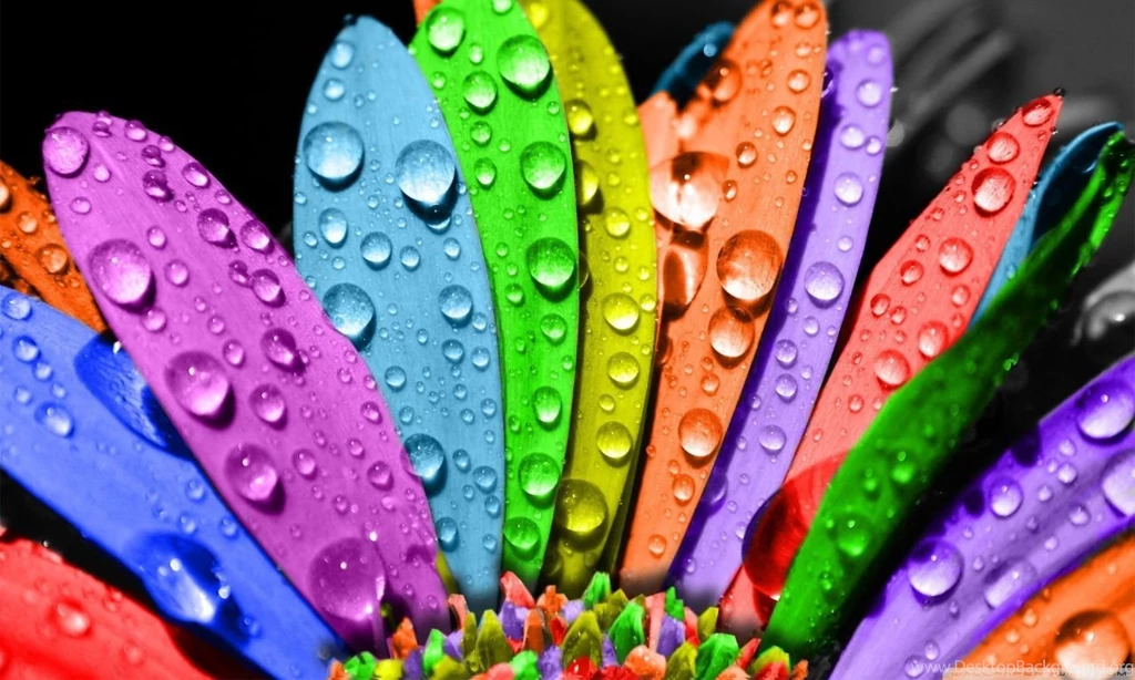 Colorful Flower HD Desktop Wallpapers : Widescreen : High ...