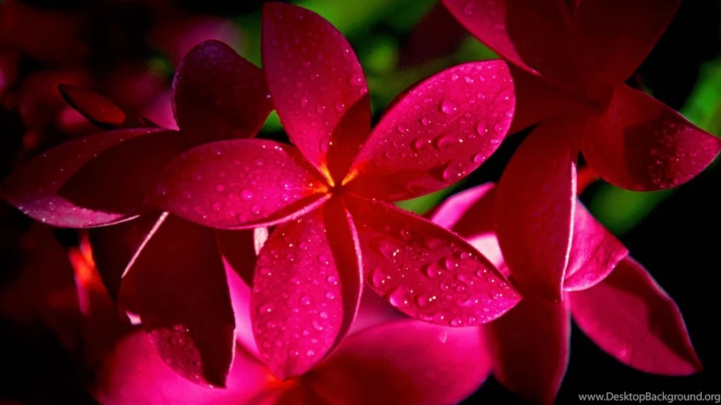 Flower Wallpaper Backgrounds Desktop A1115