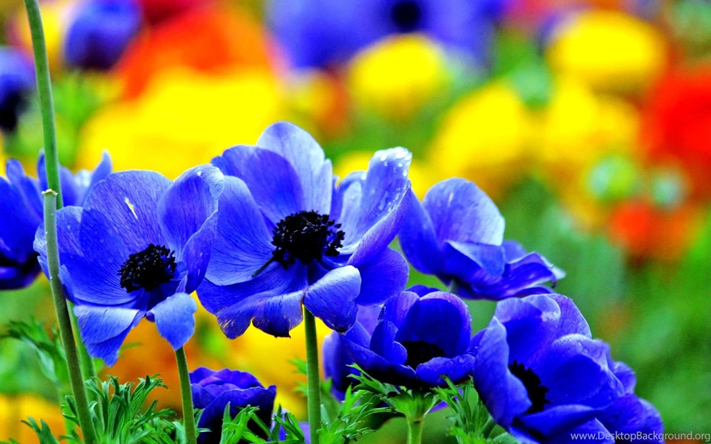 Blue Flowers Images And Wallpapers Download