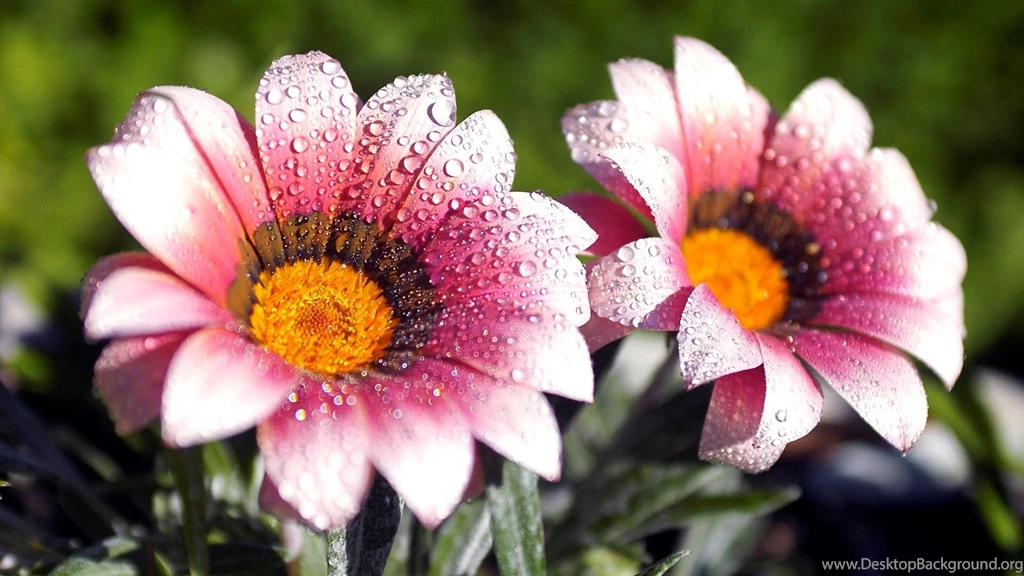 Flower Wallpapers