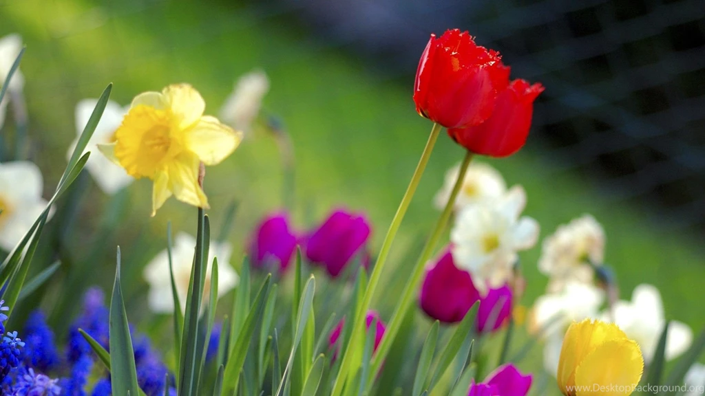 Flowers Top Images