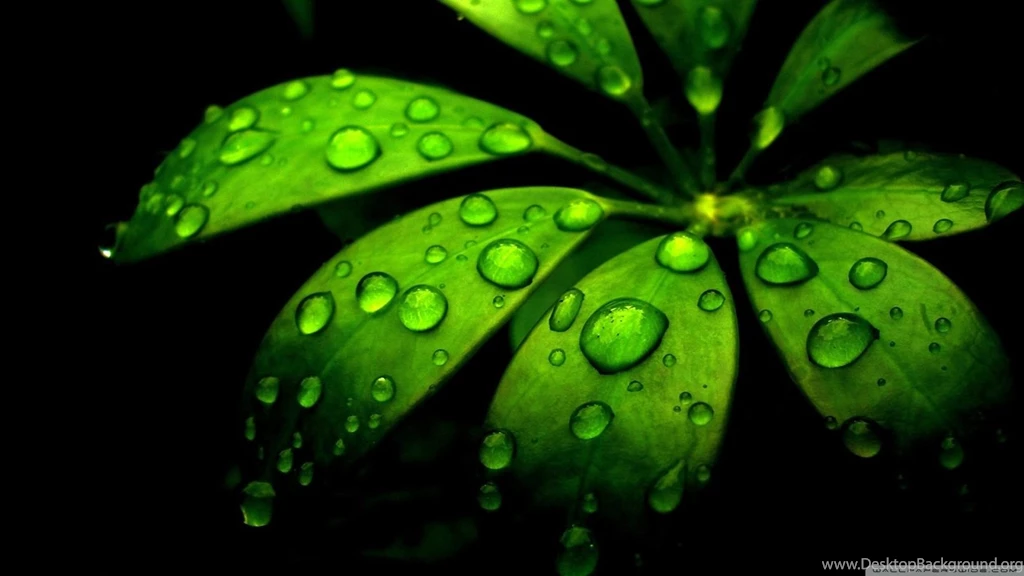 Green Flower Wallpapers All Wallpapers New