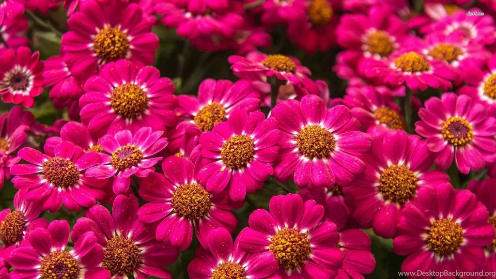 30 Amazing Free HD Flower Wallpapers