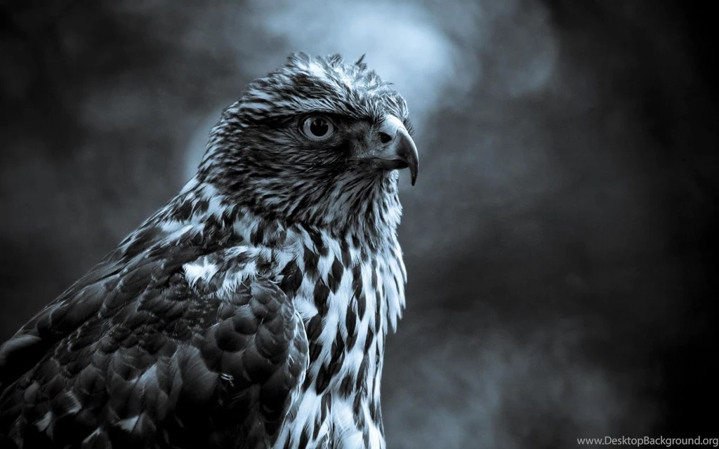 Best Desktop HD Wallpapers
