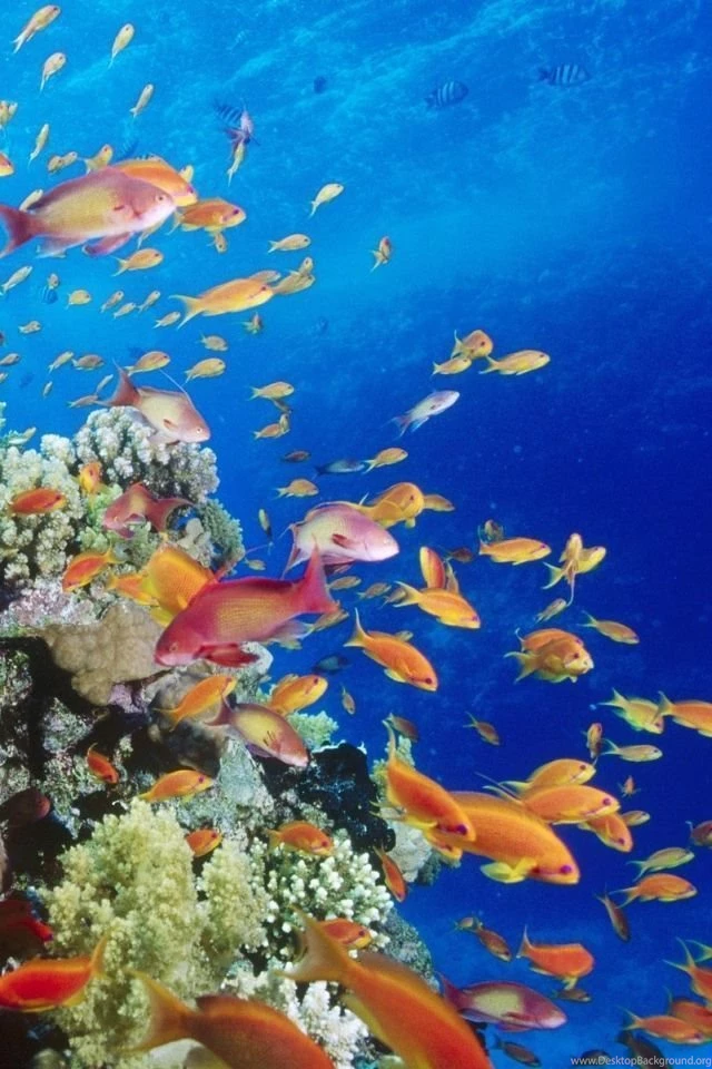 iPhone 4 Underwater Wallpapers