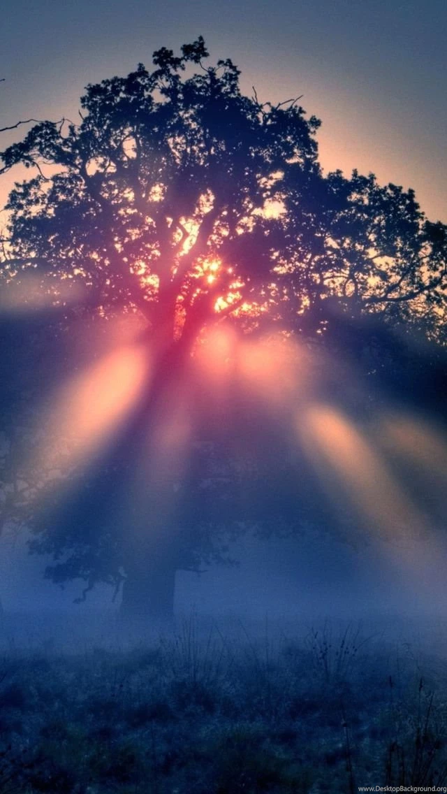 Foggy Sunrise Nature iPhone 5s Wallpapers Download