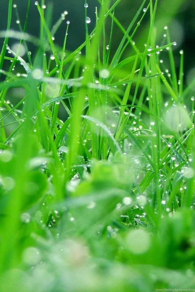 Nature iPhone 4s Wallpapers Download