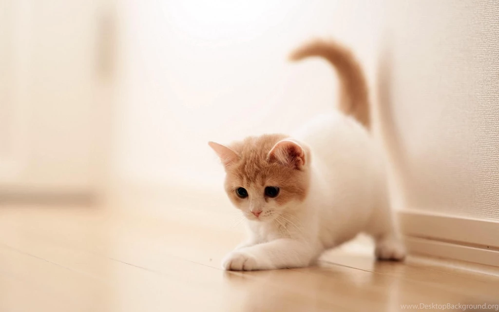 Beautiful Cat Wallpapers HD Pictures