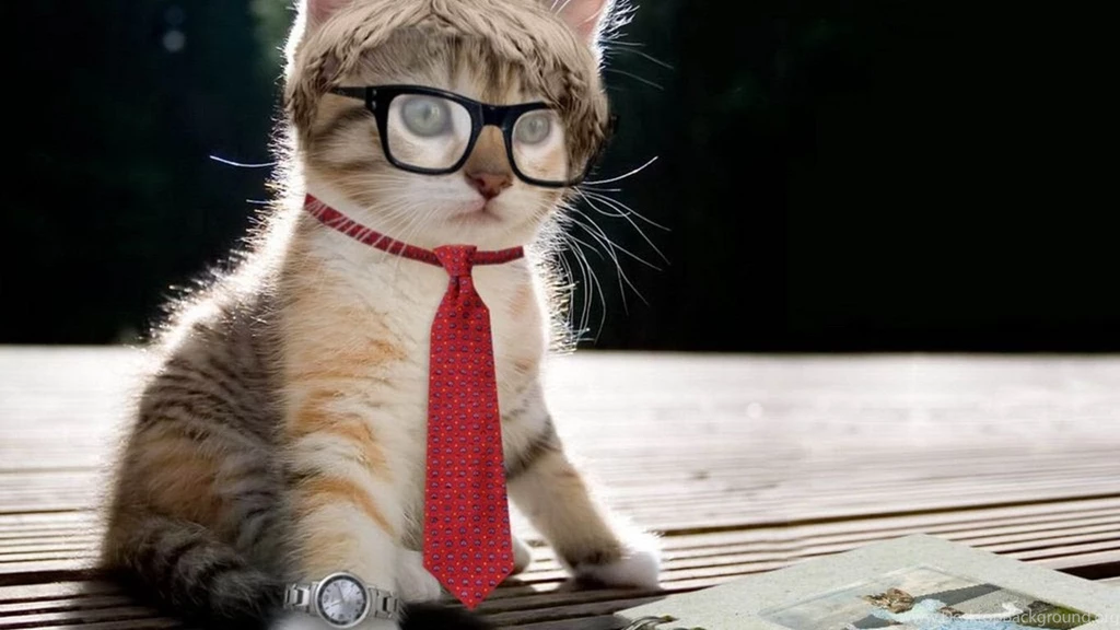 Cat Backgrounds