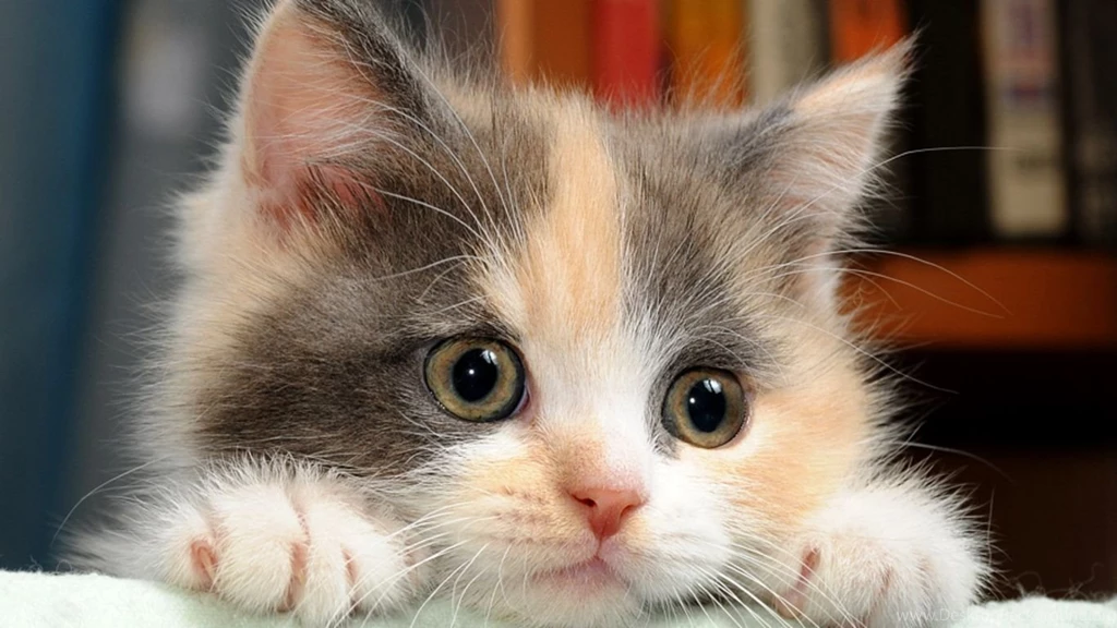 Cat Wallpapers Wallmanage.com