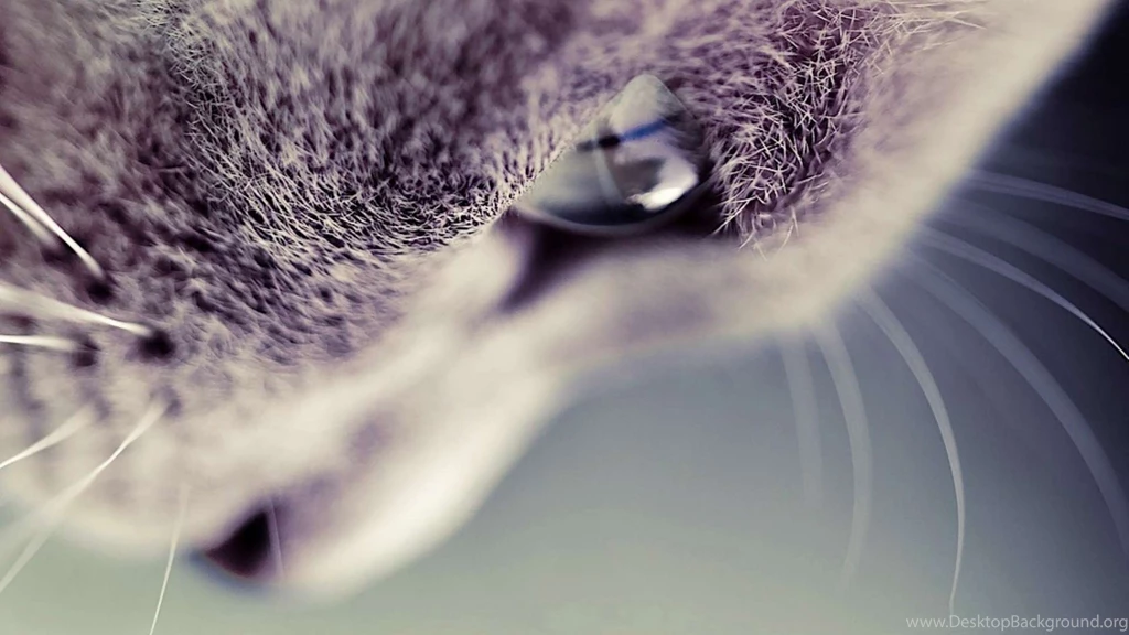Related With Tumblr Cat Backgrounds Cat Wallpapers Tumblr 1920x1200 ...