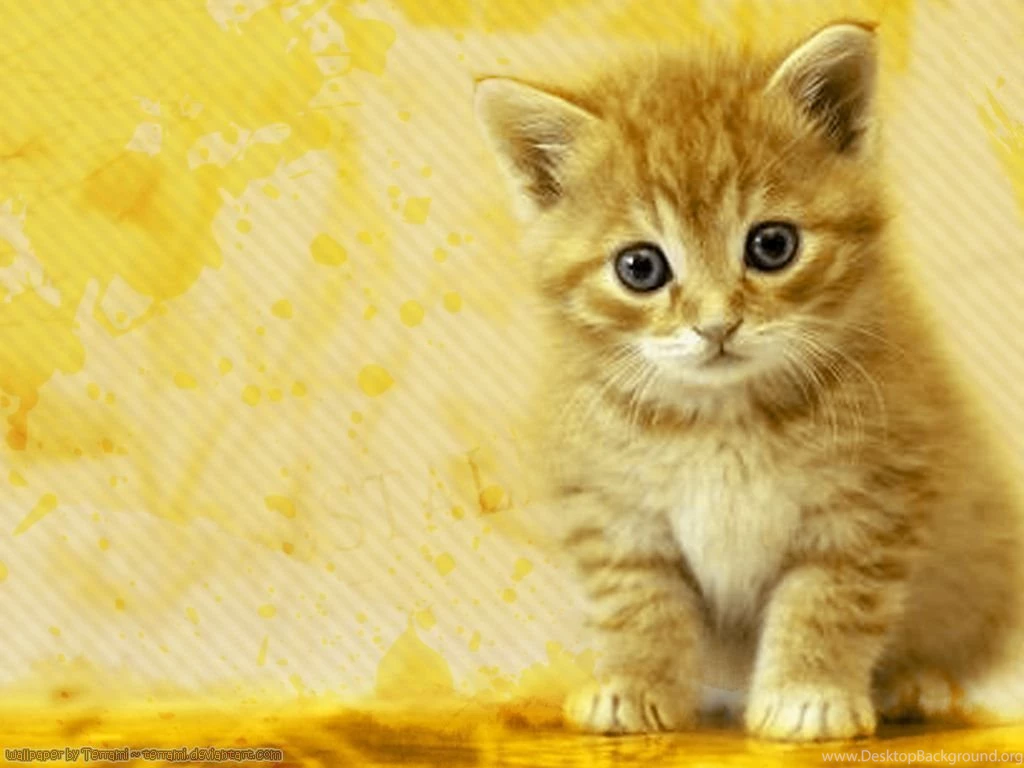 Cat Wallpapers Computer