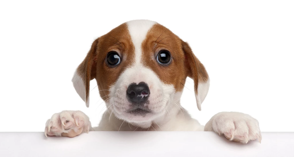 Black white puppy Computer Wallpapers, Desktop Backgrounds ...