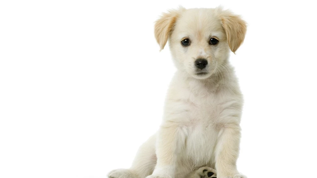 Puppy Computer Wallpapers, Desktop Backgrounds
