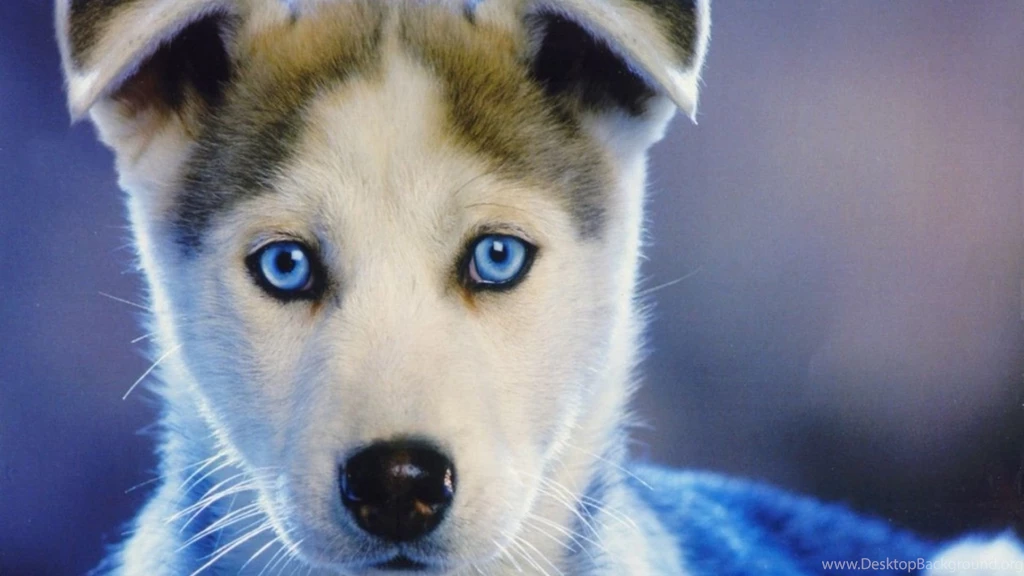 Full HD 1080p Husky Wallpapers HD, Desktop Backgrounds 1920x1080