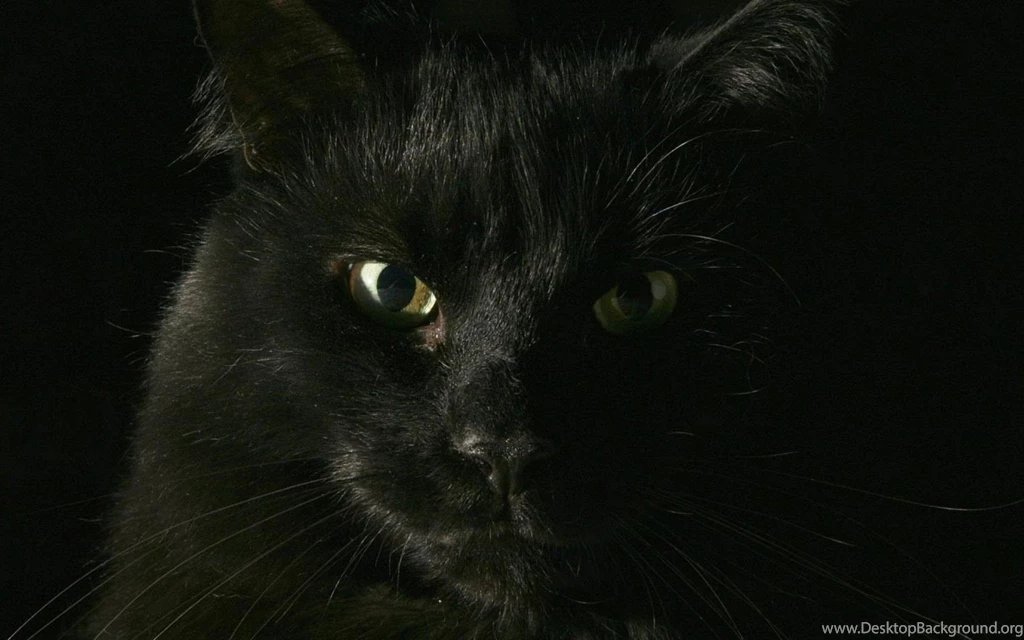 HDscreen: Black Cat Backgrounds Notebook Desktop Bakcgrounds