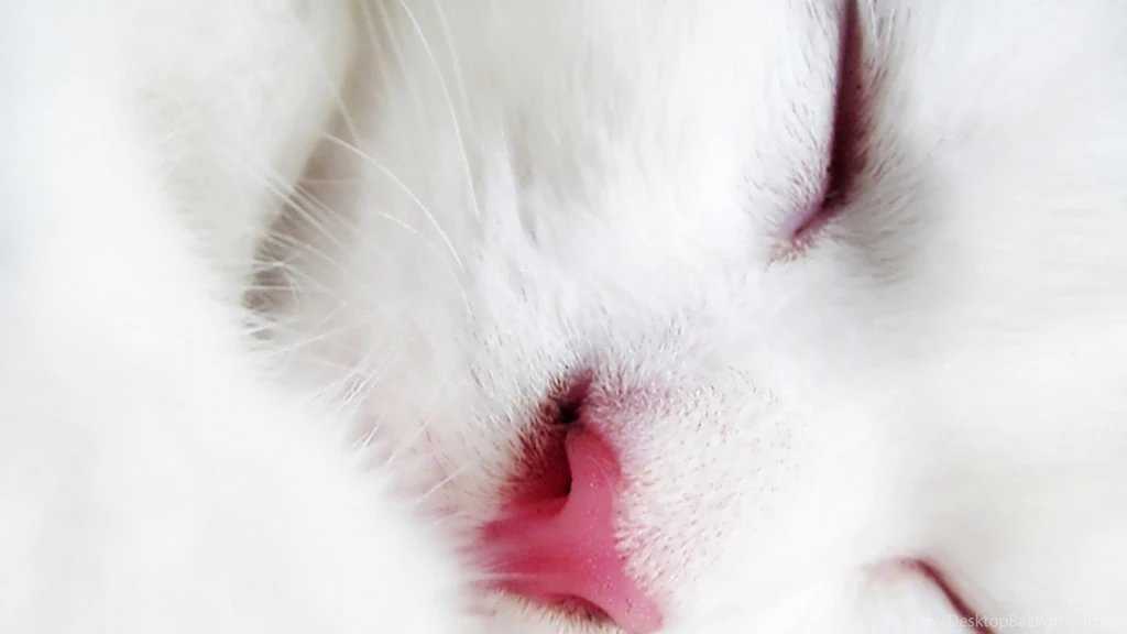 Beautiful White Cute Cat Wallpapers Animal Backgrounds Xpx ...