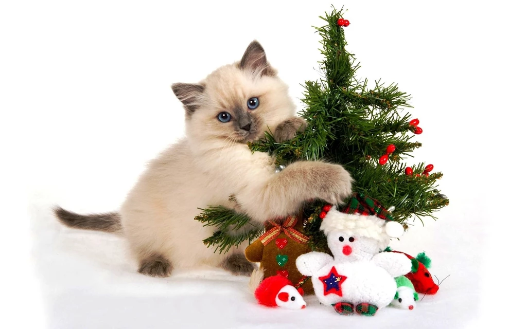 Wallpapers For Desktop With Christmas, Desktop, Cat, Backgrounds ...