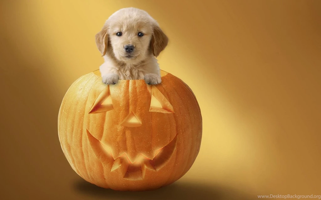 Halloween Puppy Backgrounds
