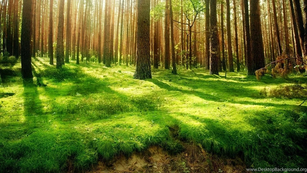 1366x768 Forest Desktop PC And Mac Wallpapers