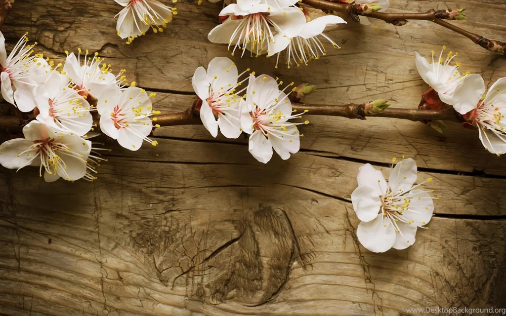 Spring Flowers Wallpapers HD Pictures