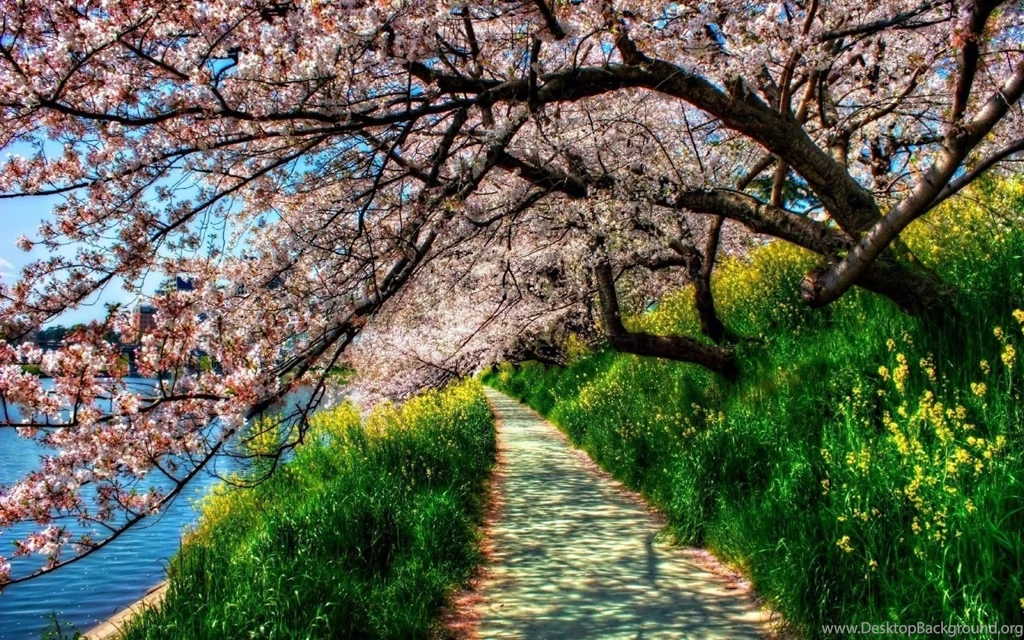 Hd Wallpapers Widescreen Spring Hd Widescreen 11 Wallpapers Directory