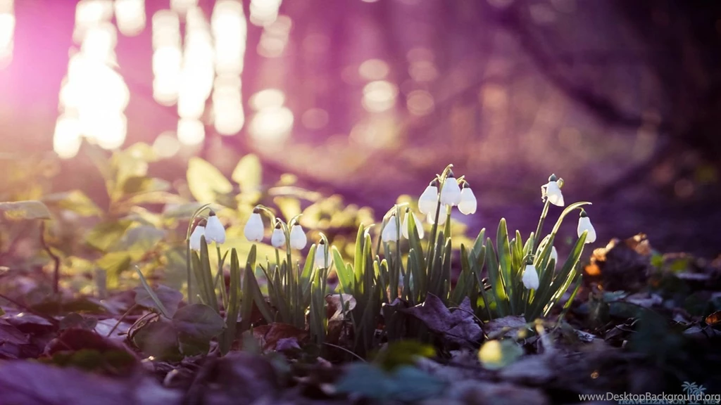 Spring Wallpapers HD Wallpapers