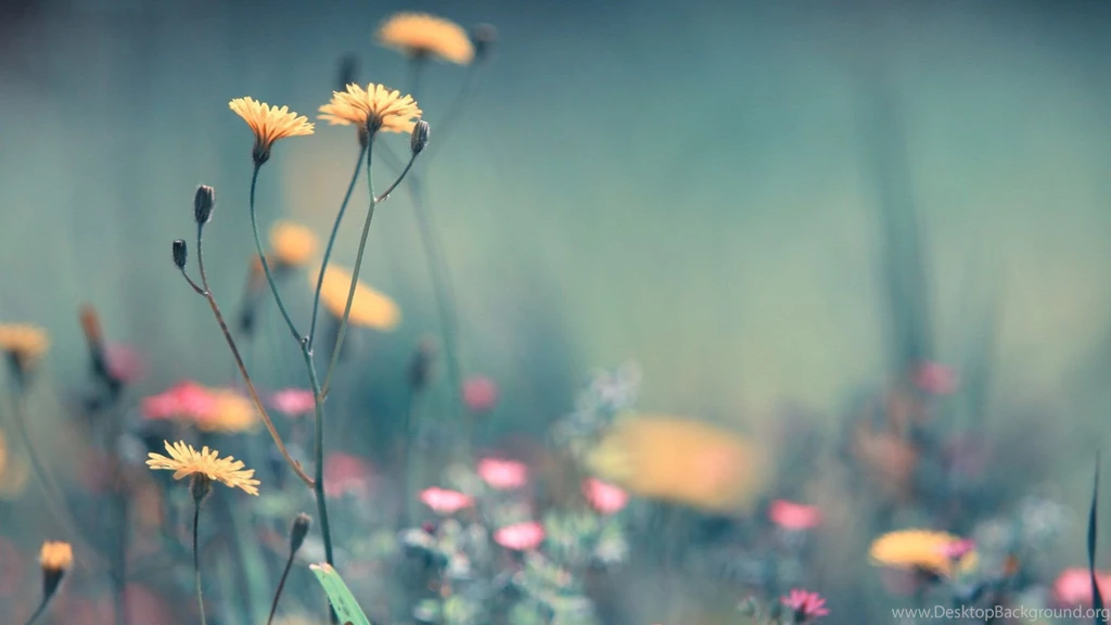 Flowers Hd Wallpapers Download HD Wallpapers Lovely