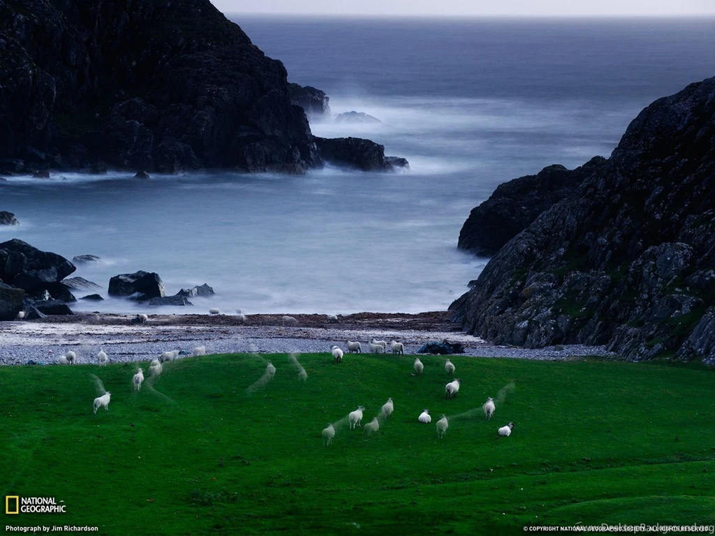 Sheep Photo, Scotland Wallpapers – National Geographic Photo Of The Day