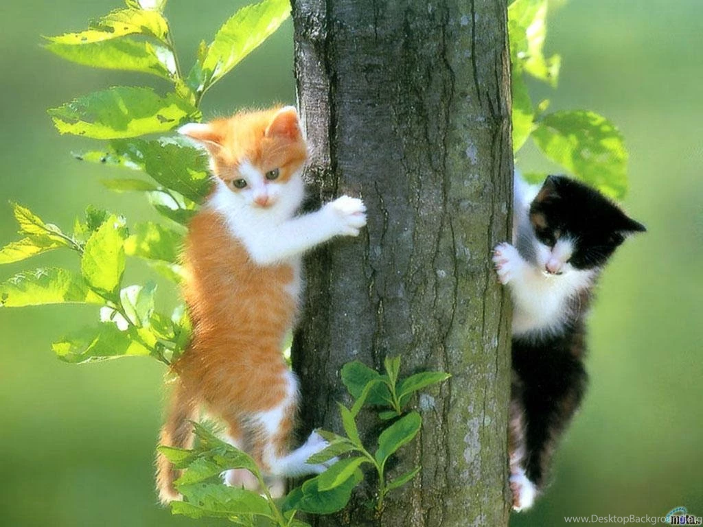 Cats Images Cats Wallpapers Colors Countries Cute Cats Cute ...