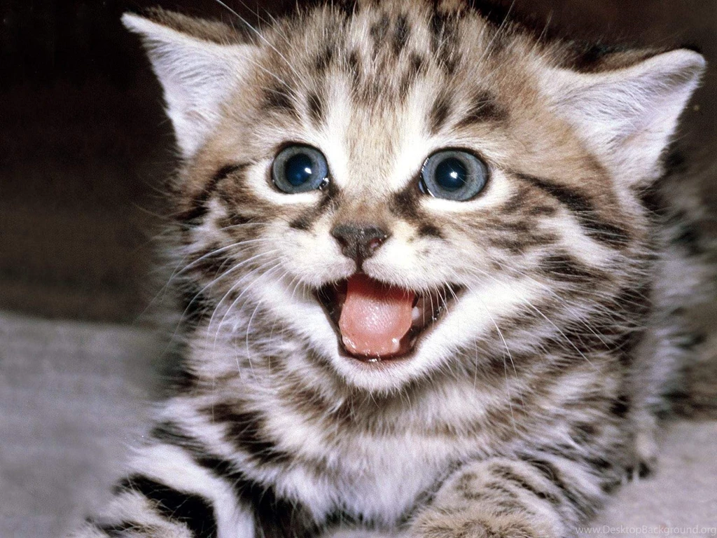 Smiling Cat Wallpapers
