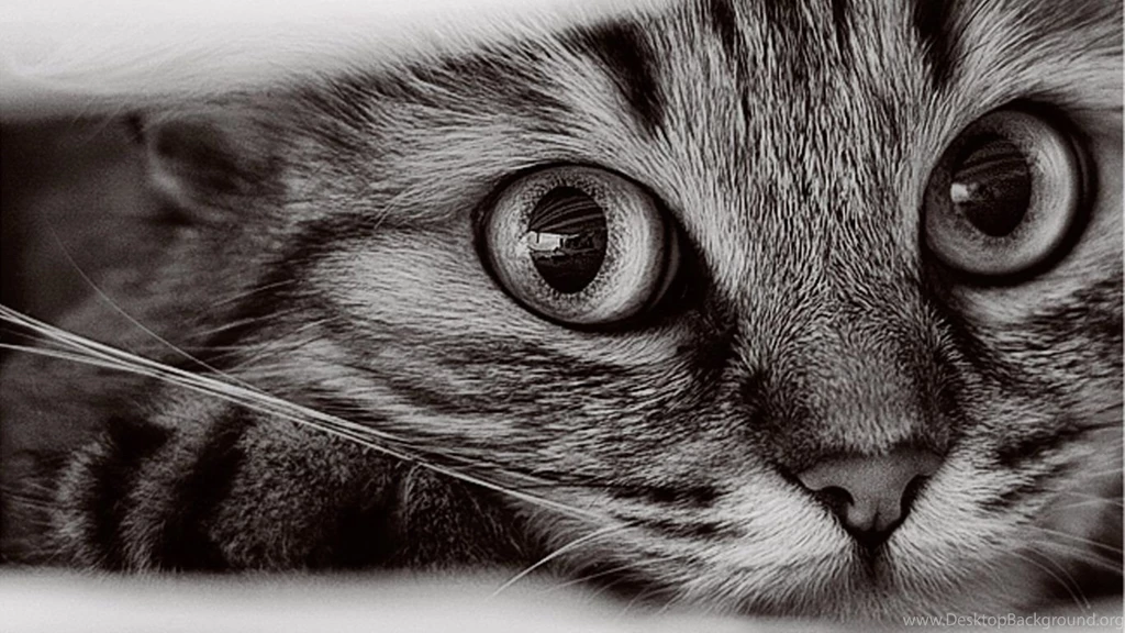 Animals Page 686