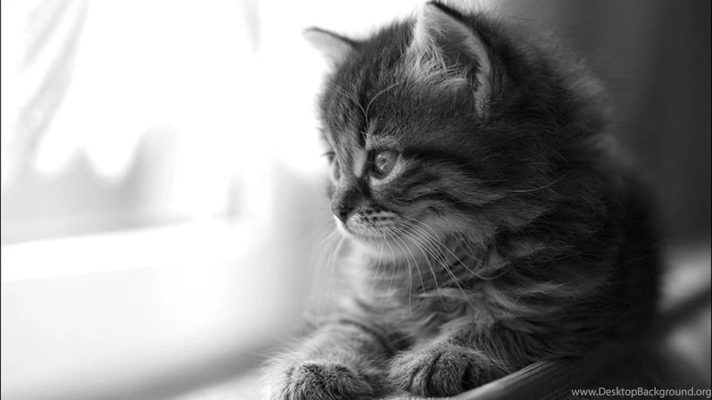 Cute Cat Wallpapers For Desktop AV6 Pretty Wallpapers HD