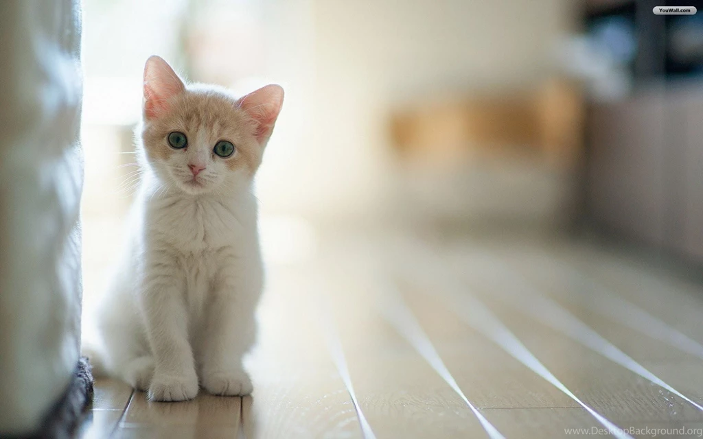 Cut Little Cats Wallpapers.jpg