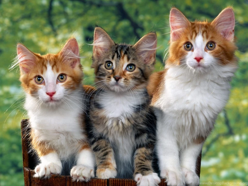Cats HD Wallpapers