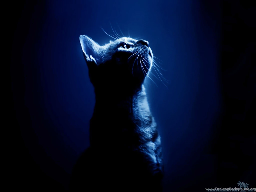 Amazingly Cool Cats Wallpapers